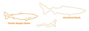 Image result for Somniosus pacificus