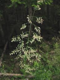 Attēlu rezultāti vaicājumam “Deschampsia cespitosa”