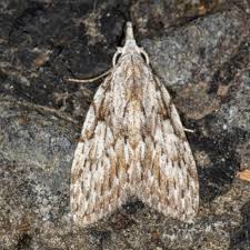 Attēlu rezultāti vaicājumam “Nola aerugula”