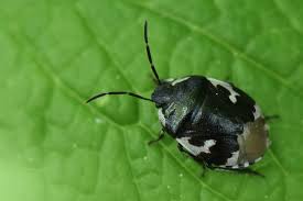 Attēlu rezultāti vaicājumam “Tritomegas bicolor imago”