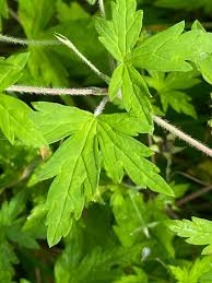 Attēlu rezultāti vaicājumam “Geranium bohemicum leaf”