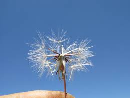 Attēlu rezultāti vaicājumam “Hypochaeris radicata fruit”