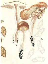 Attēlu rezultāti vaicājumam “Collybia sp.”