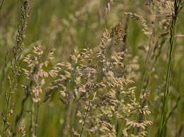 Attēlu rezultāti vaicājumam “Holcus lanatus  flower”