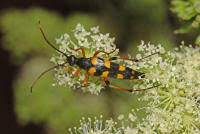 Attēlu rezultāti vaicājumam “Strangalia attenuata”