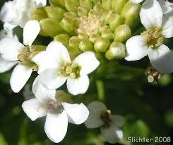 Image result for Rorippa nasturtium-aquaticum