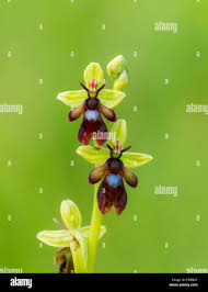 Attēlu rezultāti vaicājumam “Ophrys insectifera”