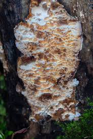 Attēlu rezultāti vaicājumam “Antrodia”