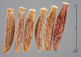 Attēlu rezultāti vaicājumam “Senecio viscosus fruit”