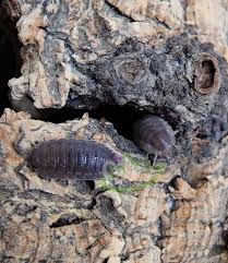 Attēlu rezultāti vaicājumam “Porcellio scaber”