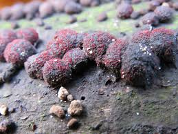 Attēlu rezultāti vaicājumam “Nectria episphaeria”