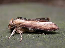 Attēlu rezultāti vaicājumam “Cucullia verbasci larva”