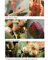 Attēlu rezultāti vaicājumam “Bulbochaete mirabilis”