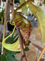 Attēlu rezultāti vaicājumam “Bulbochaete mirabilis”