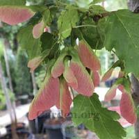 Attēlu rezultāti vaicājumam “Acer tataricum subsp. ginnala fruit”