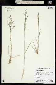 Attēlu rezultāti vaicājumam “Agrostis stolonifera subsp. straminea”