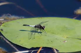 Attēlu rezultāti vaicājumam “Leucorrhinia caudalis male”
