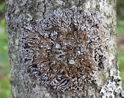 Attēlu rezultāti vaicājumam “Physconia distorta”