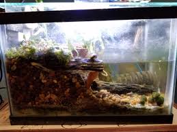 Attēlu rezultāti vaicājumam “Sphagnum riparium”