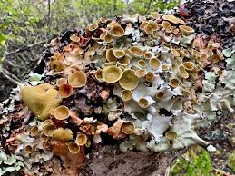 Attēlu rezultāti vaicājumam “Barbilophozia attenuata”