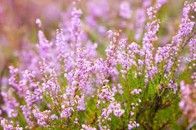 Attēlu rezultāti vaicājumam “Calluna vulgaris flower”