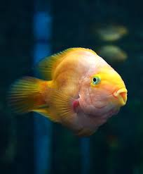 Image result for Sparisoma cretense