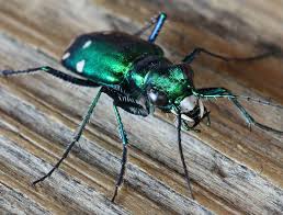 Attēlu rezultāti vaicājumam “Diaperis boleti nest”