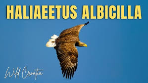Image result for Haliaeetus albicilla