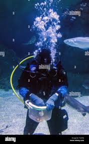 Image result for Plymouth Aquanauts