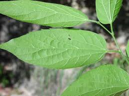 Attēlu rezultāti vaicājumam “Xylita laevigata”