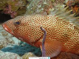 Image result for Epinephelus andersoni
