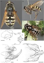 Attēlu rezultāti vaicājumam “Sericomyia sp.”