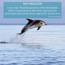 Image result for Lagenorhynchus albirostris