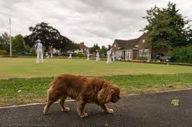 Image result for Hollycroft Park Bowls Club