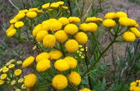 Image result for Tanacetum vulgare
