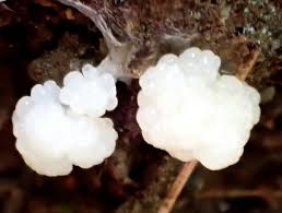 Attēlu rezultāti vaicājumam “Heterotrichia pomiformis (syn. Arcyria pomiformis) spores”