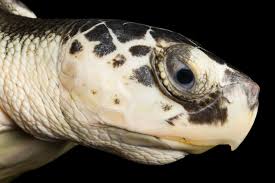 Image result for Lepidochelys kempii