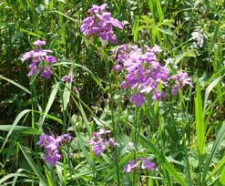 Attēlu rezultāti vaicājumam “Hesperis matronalis”