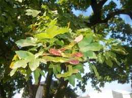 Attēlu rezultāti vaicājumam “Acer rufinerve fruit”