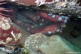 Image result for Enteroctopus dofleini