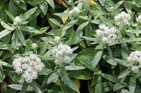 Attēlu rezultāti vaicājumam “Anaphalis margaritacea leaf”