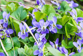 Image result for Viola odorata