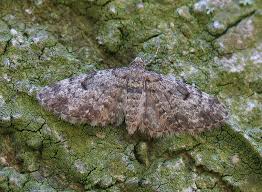 Attēlu rezultāti vaicājumam “Eupithecia tantillaria”