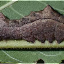 Attēlu rezultāti vaicājumam “Badhamia bethelii macro”