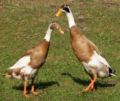 Attēlu rezultāti vaicājumam “Anas platyrhynchos eggs”