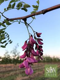 Attēlu rezultāti vaicājumam “Robinia pseudoacacia flower”