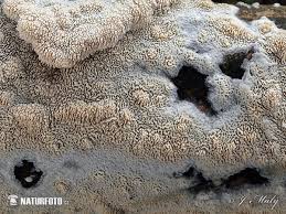 Attēlu rezultāti vaicājumam “Schizopora paradoxa”