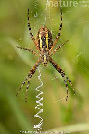 Attēlu rezultāti vaicājumam “Argiope bruennichi female”