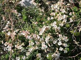 Attēlu rezultāti vaicājumam “Silene x arkwrightii Vesuvius”