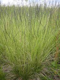 Attēlu rezultāti vaicājumam “Nardus stricta flower”